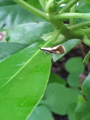 Harpella forficella