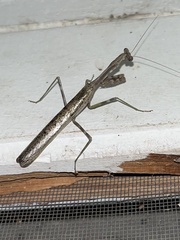 Stagmomantis carolina