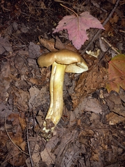 Tricholoma equestre