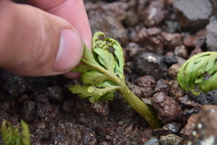 Botrychium lanceolatum