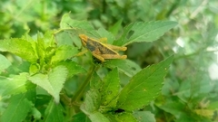 Sphenarium