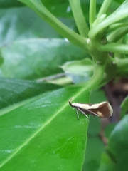 Harpella forficella