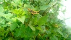 Sphenarium