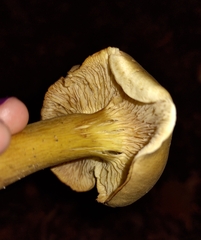 Tricholoma equestre