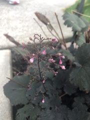 Heuchera