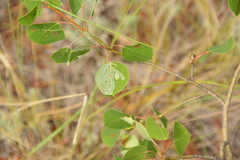 Phyllocnistis populiella