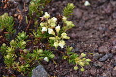 Phyllodoce glanduliflora