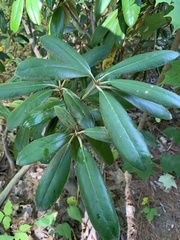 Rhododendron ponticum