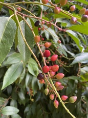 Prunus lusitanica