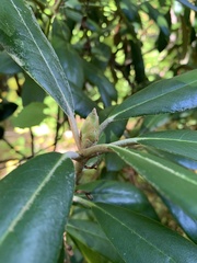 Rhododendron ponticum