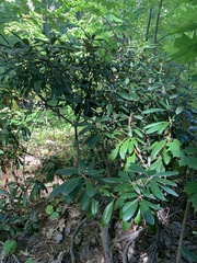 Rhododendron ponticum
