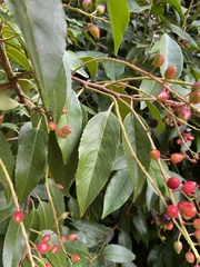 Prunus lusitanica