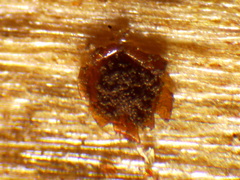 Licea minima