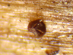 Licea minima
