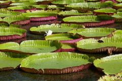 Victoria amazonica