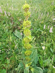 Gentiana lutea