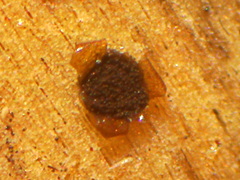 Licea minima