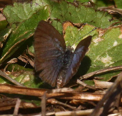 Zizeeria knysna