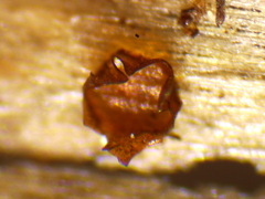Licea minima