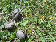 Lycoperdon nigrescens