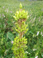 Gentiana lutea