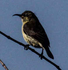 Cinnyris bifasciatus