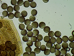 Licea minima