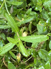 Stachys palustris