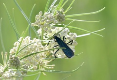 Pepsis mexicana