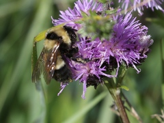 Bombus melanurus