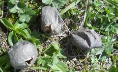 Lycoperdon nigrescens