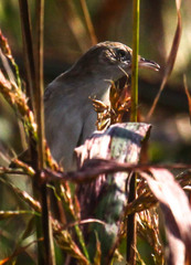 Cisticola