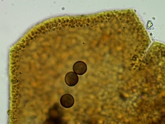 Licea minima
