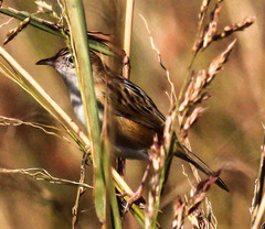 Cisticola