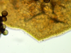 Licea minima