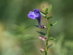 Scutellaria scordifolia