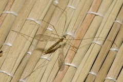 Gonomyia