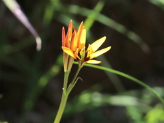 Ixia dubia