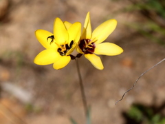 Ixia dubia