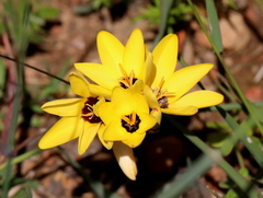 Ixia dubia