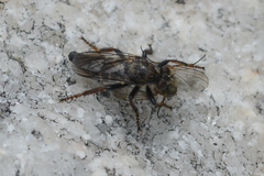 Cyrtopogon bimaculus