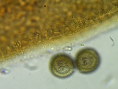 Licea minima