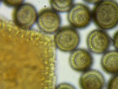 Licea minima