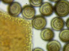 Licea minima