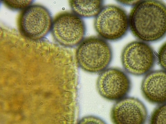 Licea minima