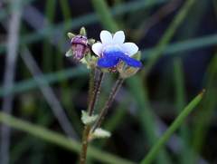 Nemesia barbata