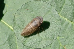 Aphrodes
