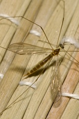 Gonomyia