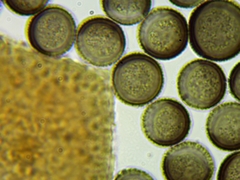 Licea minima