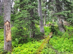 Licea minima